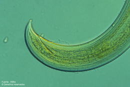 Sivun <i>Inbionema biforme</i> Loof, P. A. A & Zullini & A. 2000 kuva