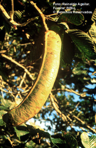Image of Inga spectabilis (Vahl) Willd.