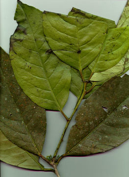 Image of Ilex maxima W. J. Hahn