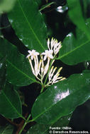 Image of Lacmellea