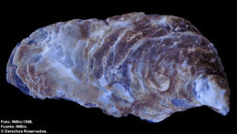 Image of purple purse-oyster