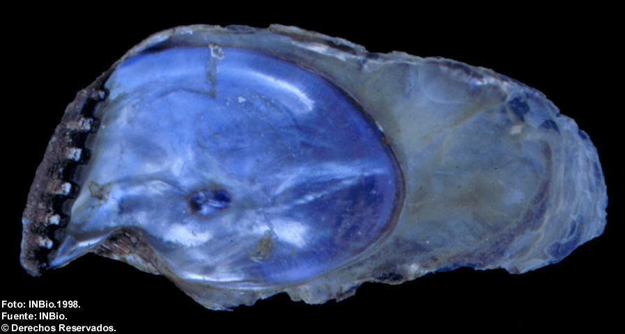 Image of purple purse-oyster