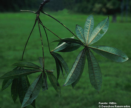 Image of Jacaratia spinosa (Aubl.) A. DC.