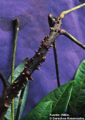 Image of Jacaratia spinosa (Aubl.) A. DC.