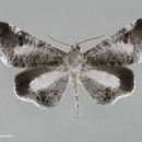 Image of Macrosoma conifera Warren 1897