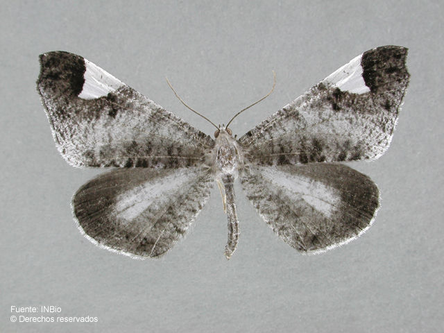 Image of Macrosoma conifera Warren 1897