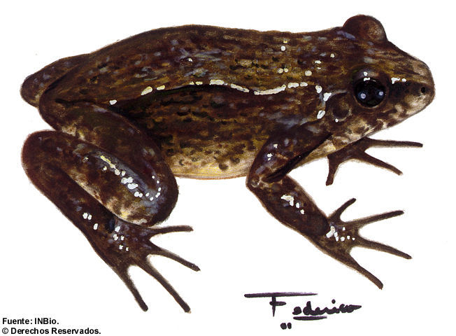 Image of Black Jungle-Frog