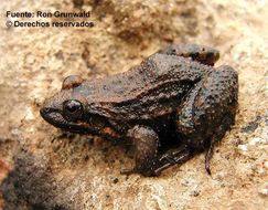 Image of Black Jungle-Frog