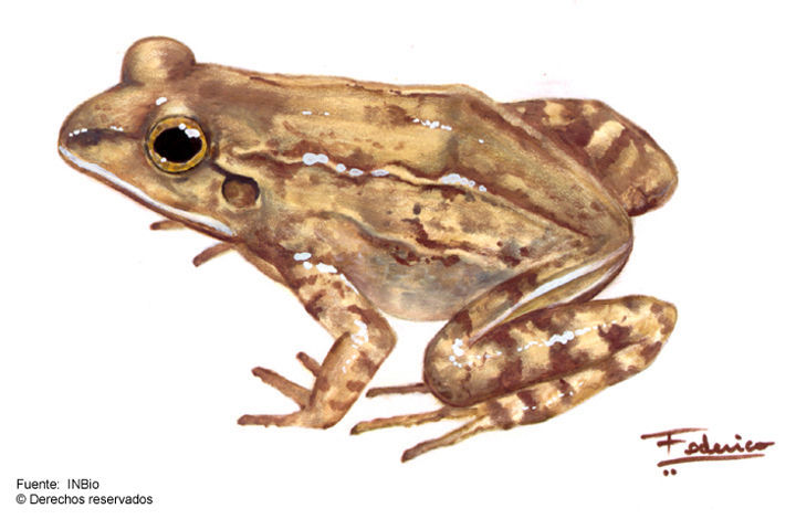 Image of American White Lipped Frog