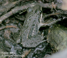 Image of American White Lipped Frog