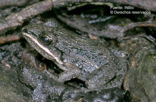 Imagem de Leptodactylus fragilis (Brocchi 1877)