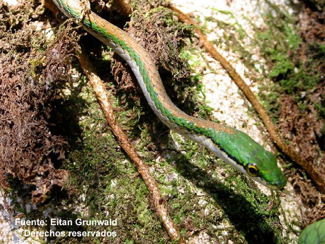 Image de Leptophis nebulosus Oliver 1942