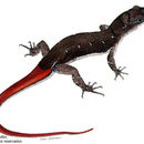 Image of Litter Gecko