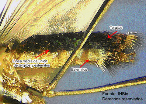 صورة Limatus asulleptus (Theobald 1903)