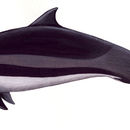 Image of Bornean Dolphin