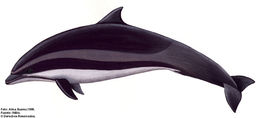 Image of Lagenodelphis Fraser 1956