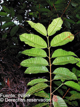 Image de Marila laxiflora Rusby