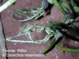 Image of Marila laxiflora Rusby