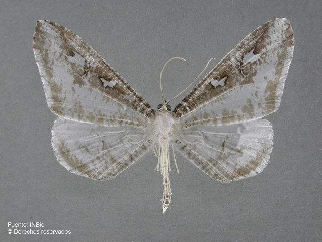 Image of Macrosoma tipulata Hübner 1818