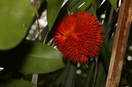 Image of Scrub breadfruit