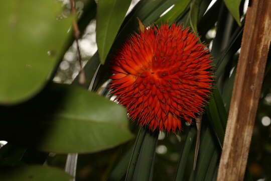 Image of Scrub breadfruit