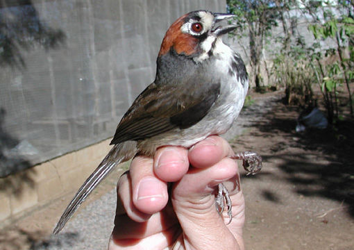 Image of Prevost's Ground Sparrow