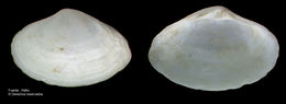 Image of surfclam