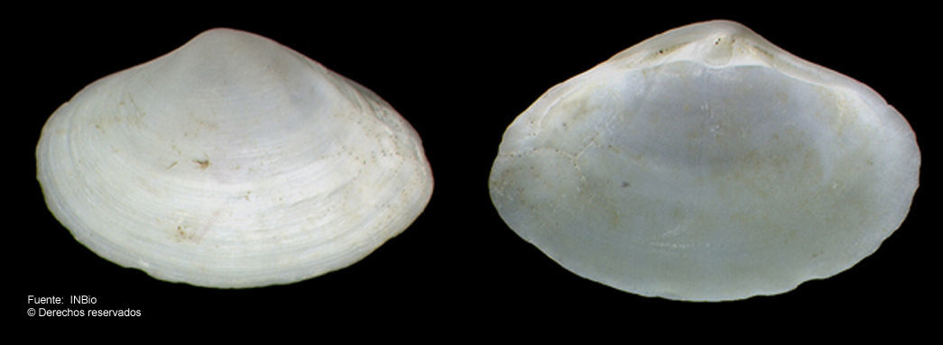 Image of surfclam