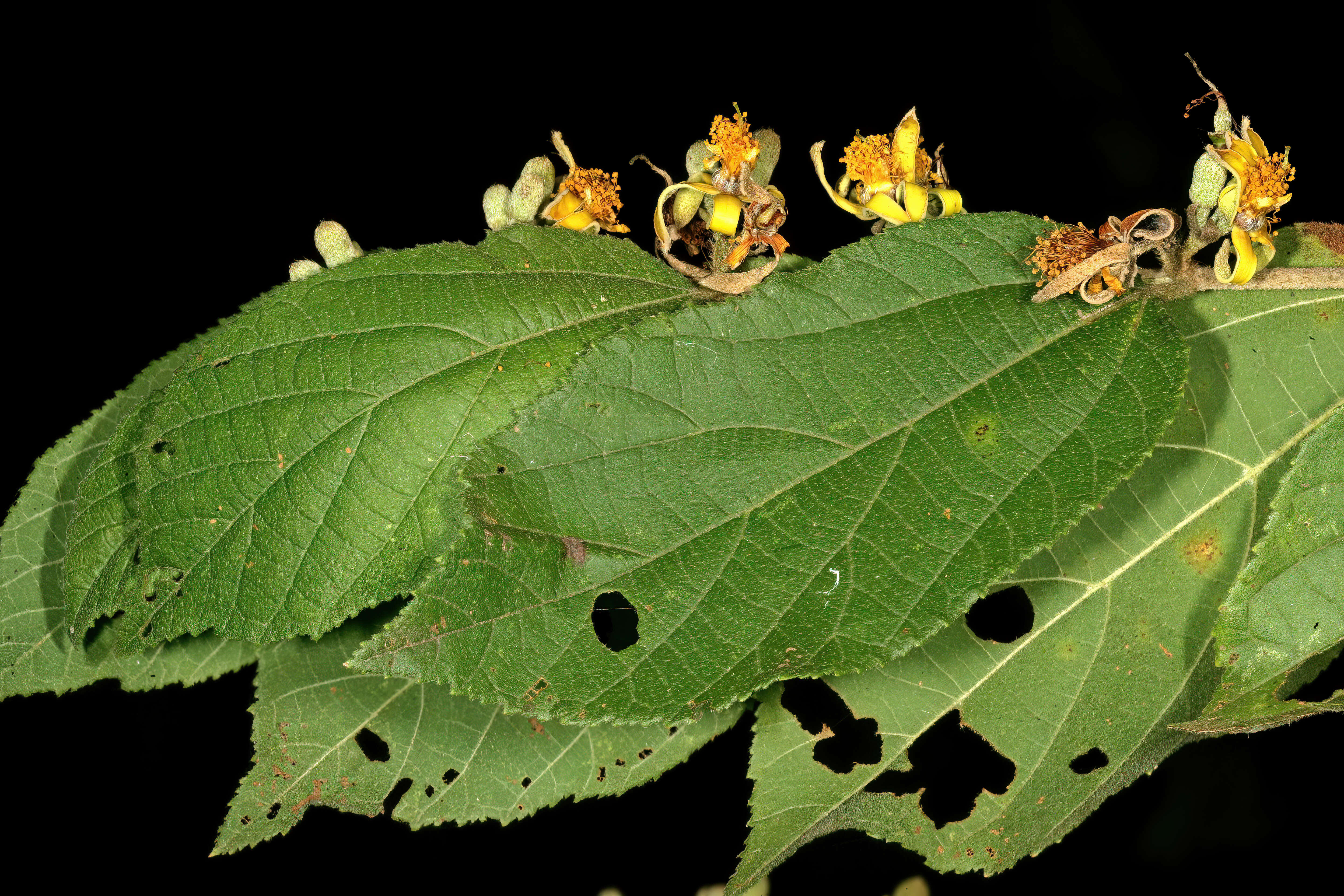 Image de Grewia flavescens Juss.