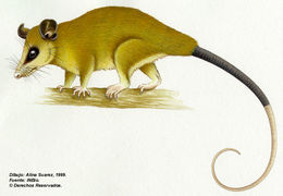 Image of <i>Micoureus alstoni</i> (J. A. Allen 1900)