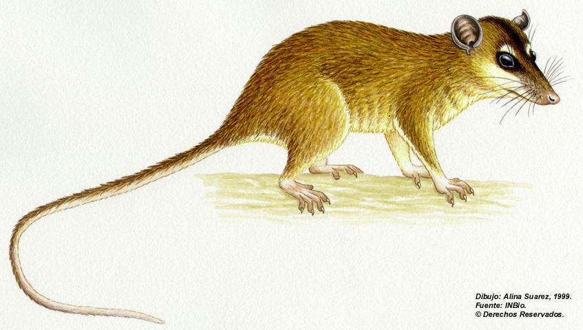 Image of brown four-eyed opposum