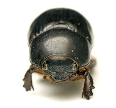 Image of black lawn beetle