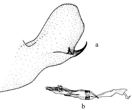 Image of Neurophyseta marin Phillips & Solis 1996