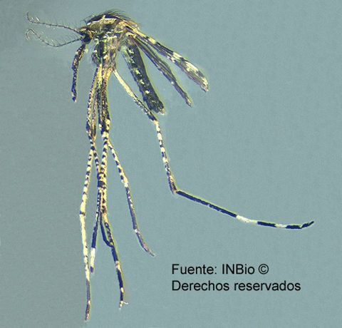 Image of Orthopodomyia phyllozoa (Dyar & Knab 1907)