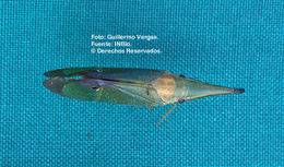 Image de Odontoptera