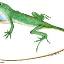 Image of <i>Norops biporcatus</i> (Wiegmann 1834)