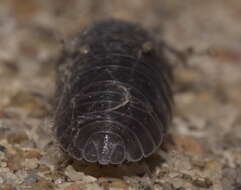 Image of Isopod