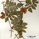 Image of Paullinia serjaniifolia Triana & Planch.