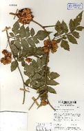 Слика од Paullinia serjaniifolia Triana & Planch.