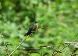 Image of Blue-capped Puffleg