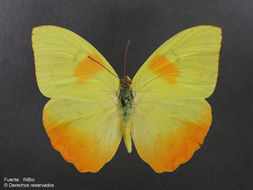 صورة Phoebis philea (Linnaeus 1763)