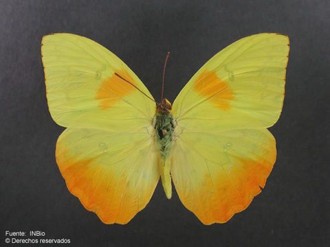 صورة Phoebis philea (Linnaeus 1763)