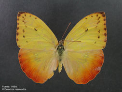 صورة Phoebis philea (Linnaeus 1763)