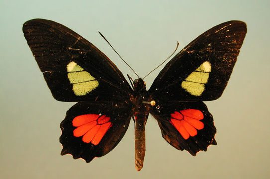 صورة Parides eurimedes (Stoll 1782)