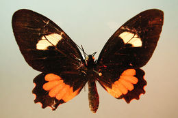 صورة <i>Parides eurimedes mylotes</i> (Bates 1861)