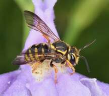 Image of Paranthidium jugatorium (Say 1824)