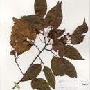 Image of <i>Prunus cornifolia</i> Koehne