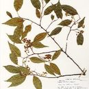 Image of <i>Prunus cornifolia</i> Koehne