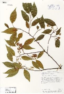 Image of <i>Prunus cornifolia</i> Koehne