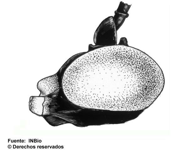 Image of Polycyrtus tinctipennis Cameron 1886